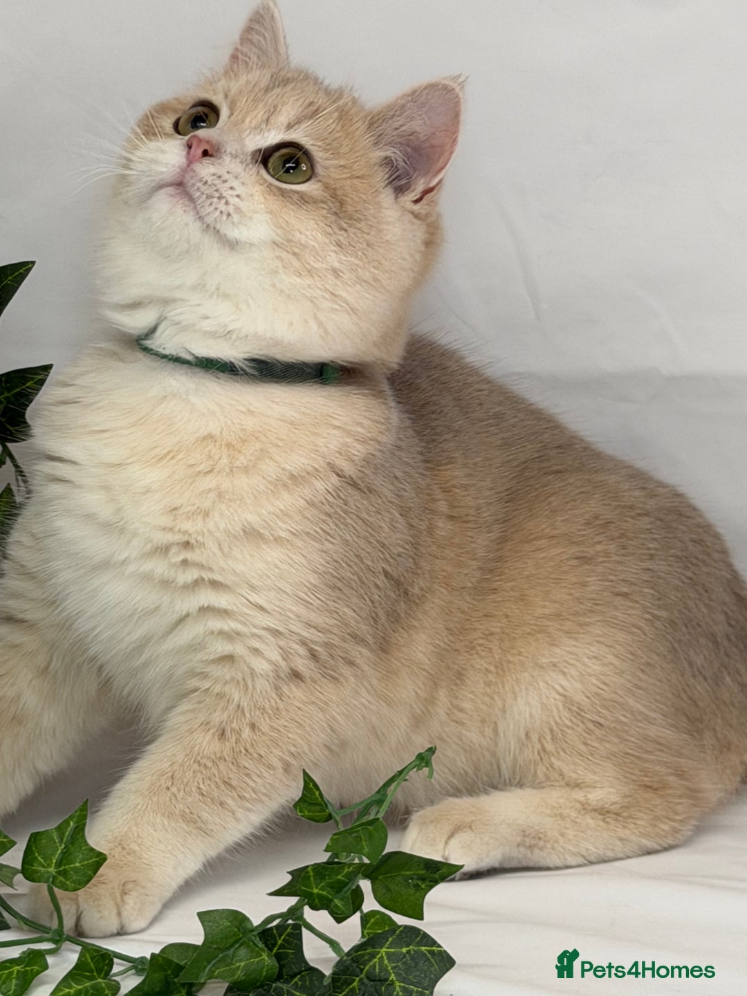 British Shorthair cats for sale: British shh blue golden boy GCCF  - Advert 12