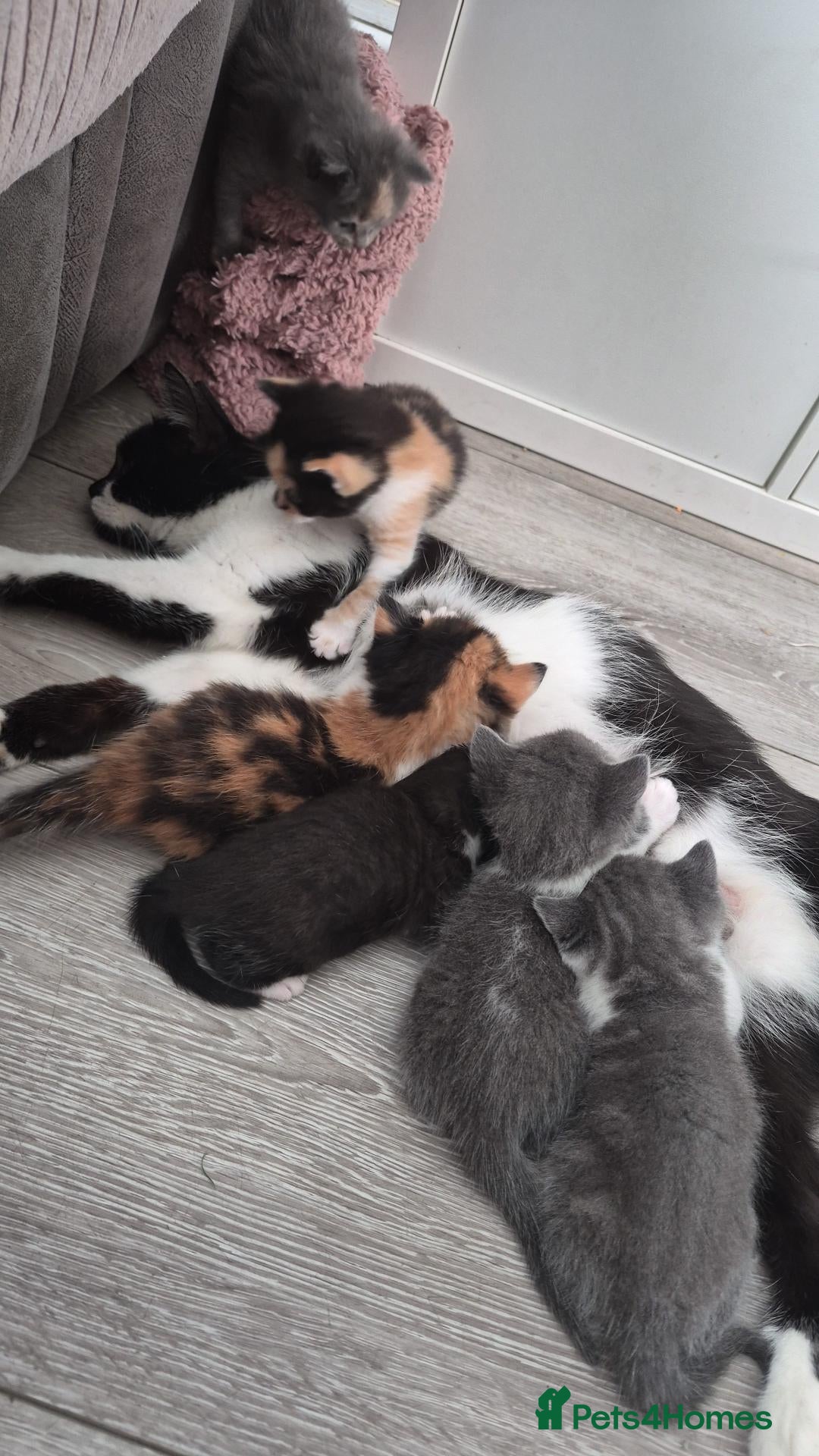 British Shorthair cats 5 stunning kittens for sale - Advert 3