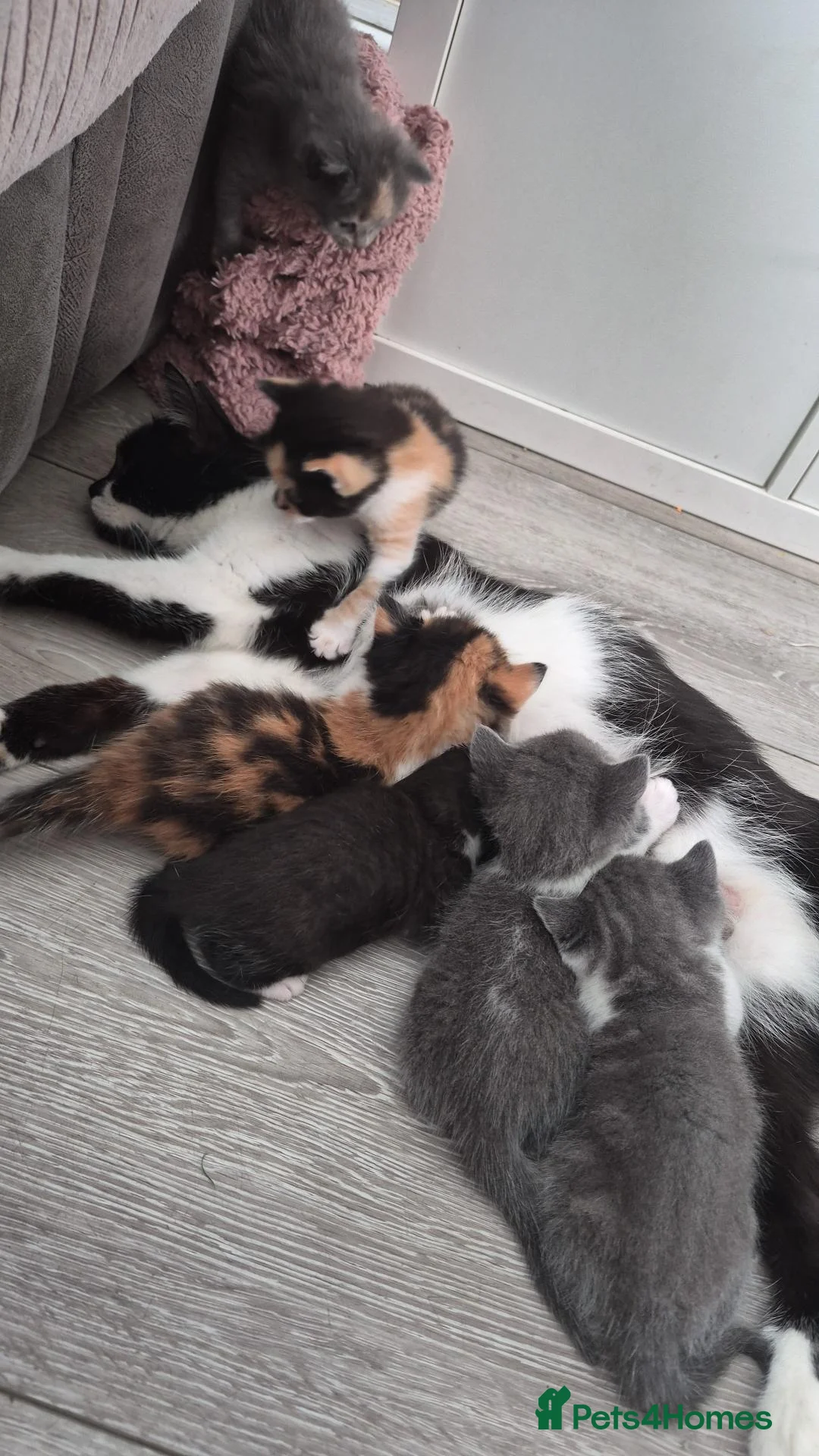 British Shorthair cats for sale: 5 stunning kittens for sale in Feltham - Advert 1