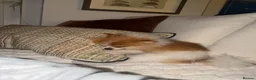 Pomeranian dogs for sale: 1 year old  **  pom in London - Advert 7