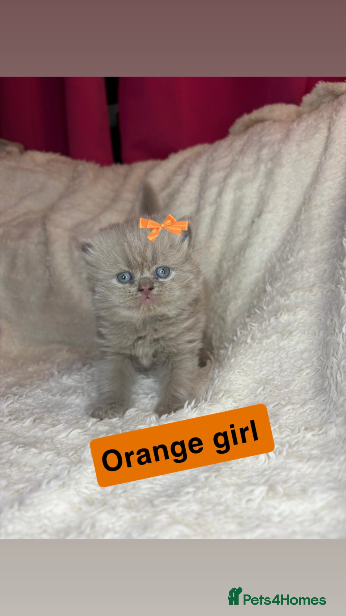 British Shorthair cats ✨ Quality pedigree British Shorthair Kittens  - Advert 3