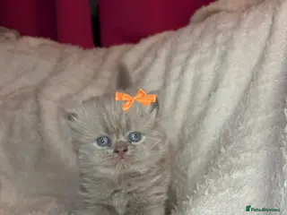 British Shorthair cats ✨ Quality pedigree British Shorthair Kittens - Advert 3