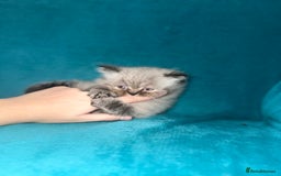 Persian cats for sale: Pedigree Persians for sale!  - Image 4