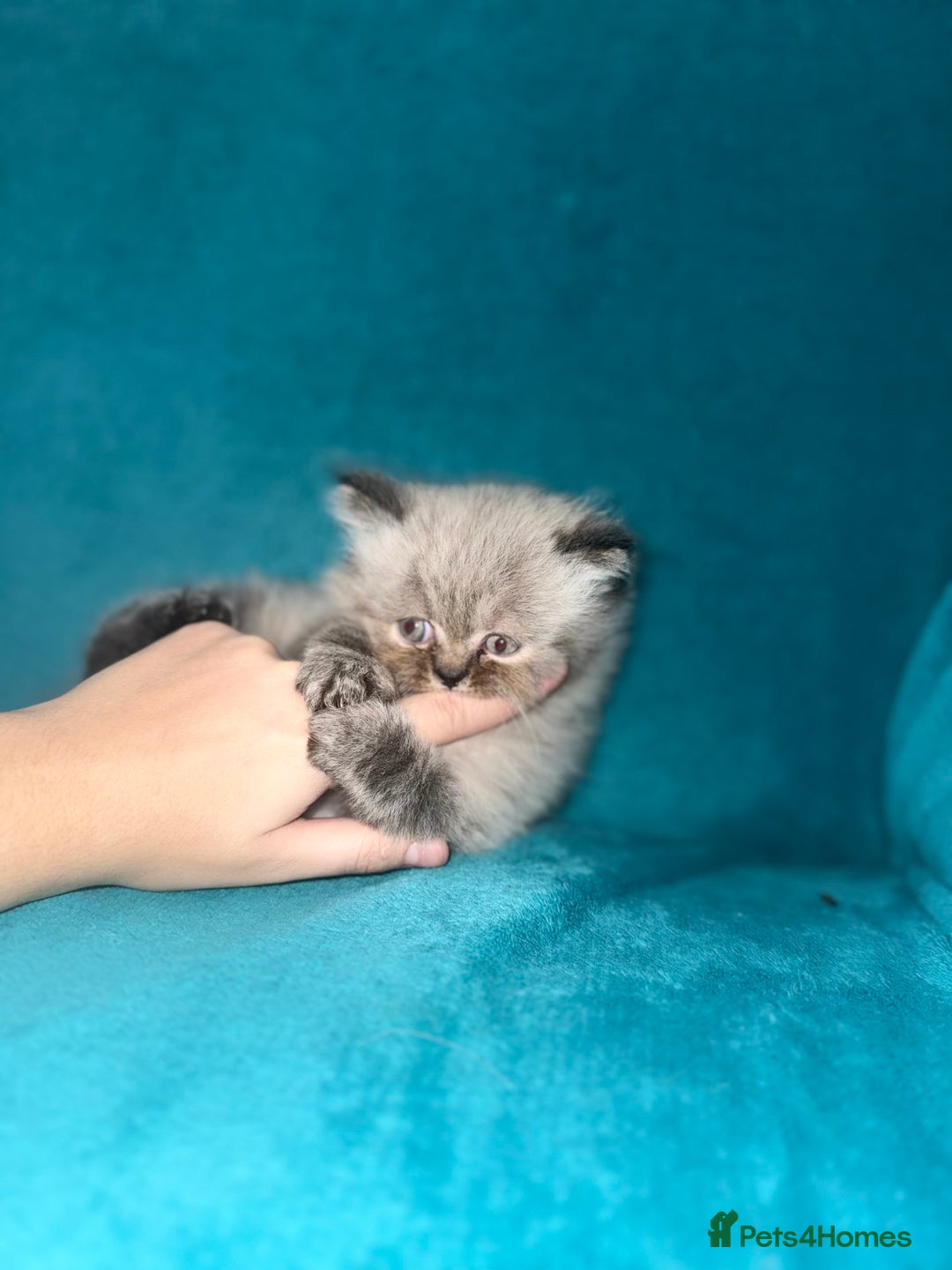 Persian cats for sale: Pedigree Persians for sale!  - Image 4