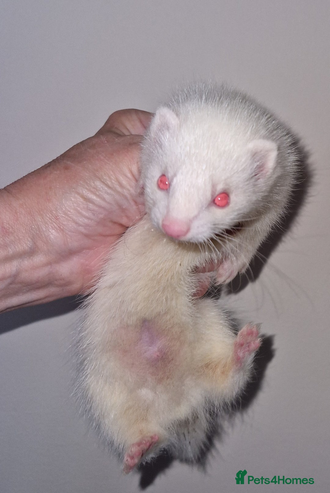 Ferret rodents for sale: Micro ferrets - Image 2