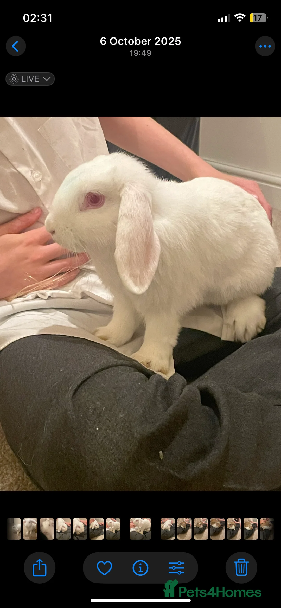 Mixed Breed rabbits for sale: Mixed breed lop/English spot rabbits mixed sex  - Advert 11