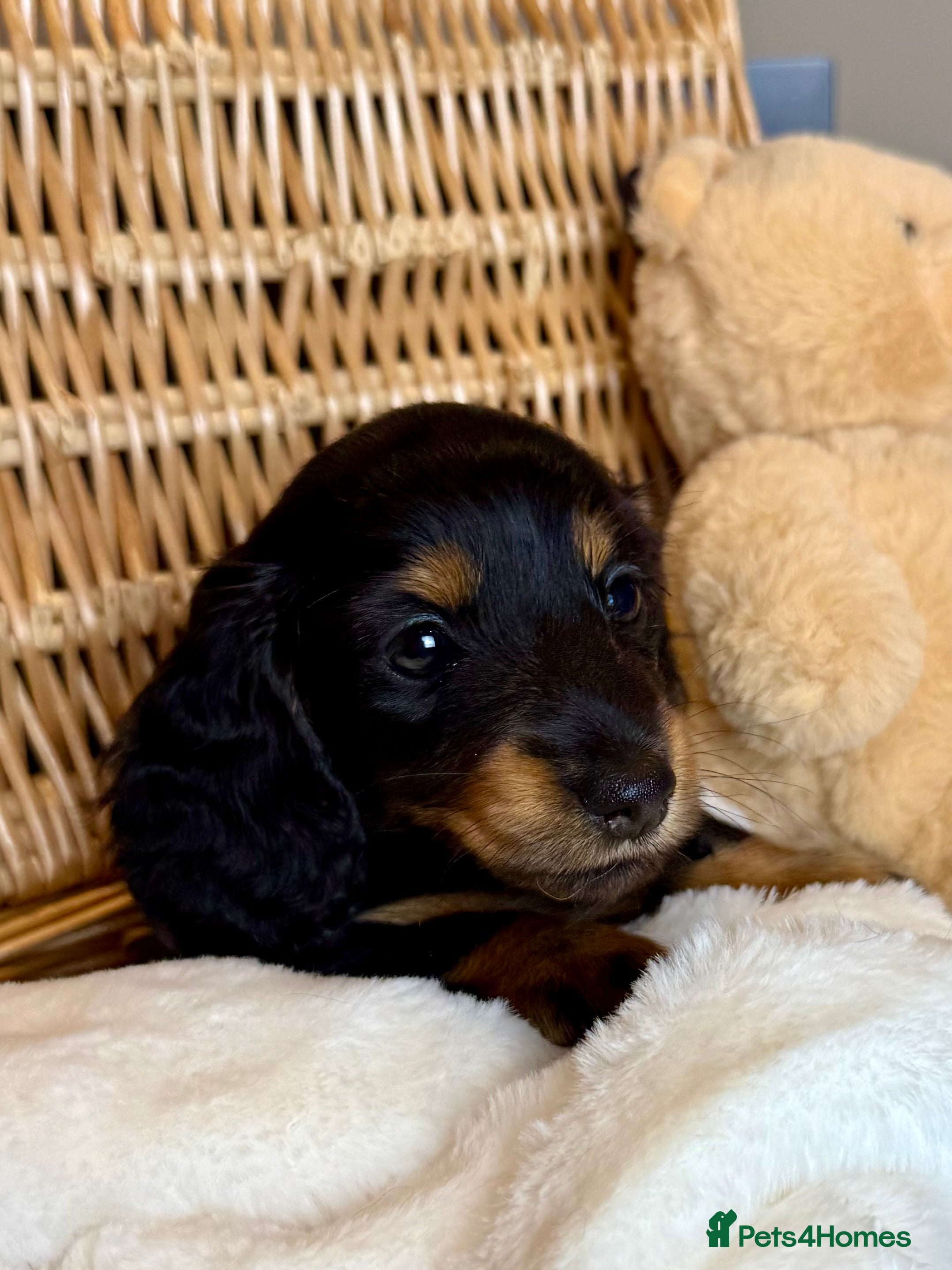 Miniature Dachshund dogs for sale: Beautifully Bred Miniature Longhaired Dachshunds - Advert 2
