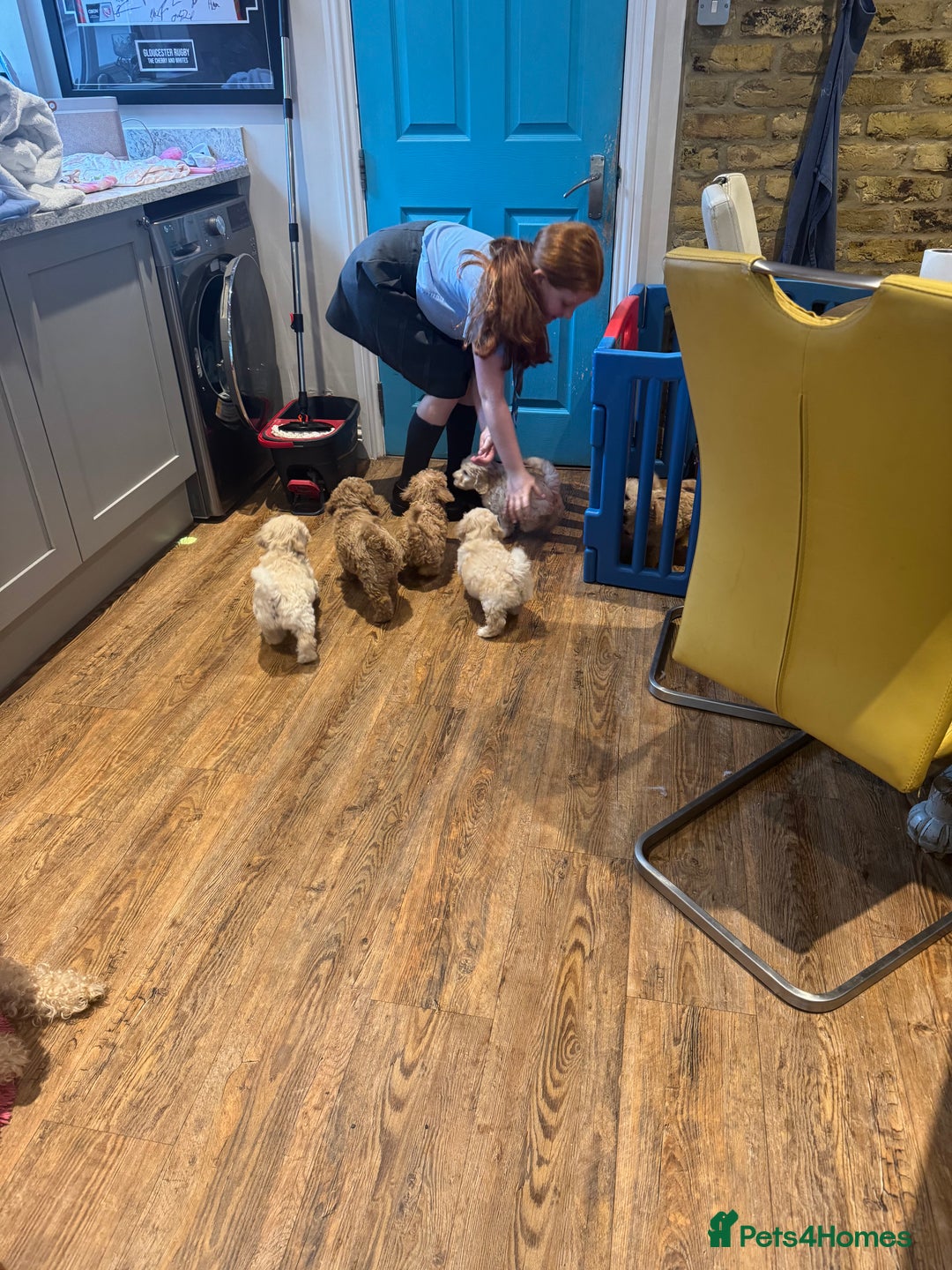 Cockapoo dogs for sale: F2b Cockapoo well handled & social  - Image 19