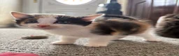 Mixed Breed cats for sale: Female Calico Kitten - Advert 10