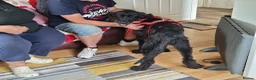 Mixed Breed dogs for adoption: 🐾❤️ HELGA FOR ADOPTION IN CORNWALL OR DEVON ❤️🐾 - Advert 9