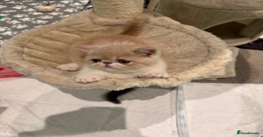 Exotic cats - Advert 6