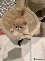 Exotic cats - Advert 6