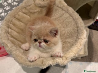 Exotic cats Outstanding quality exotic kittens Champion lines - Advert 4