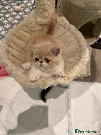 Exotic cats Outstanding quality exotic kittens Champion lines - Advert 6