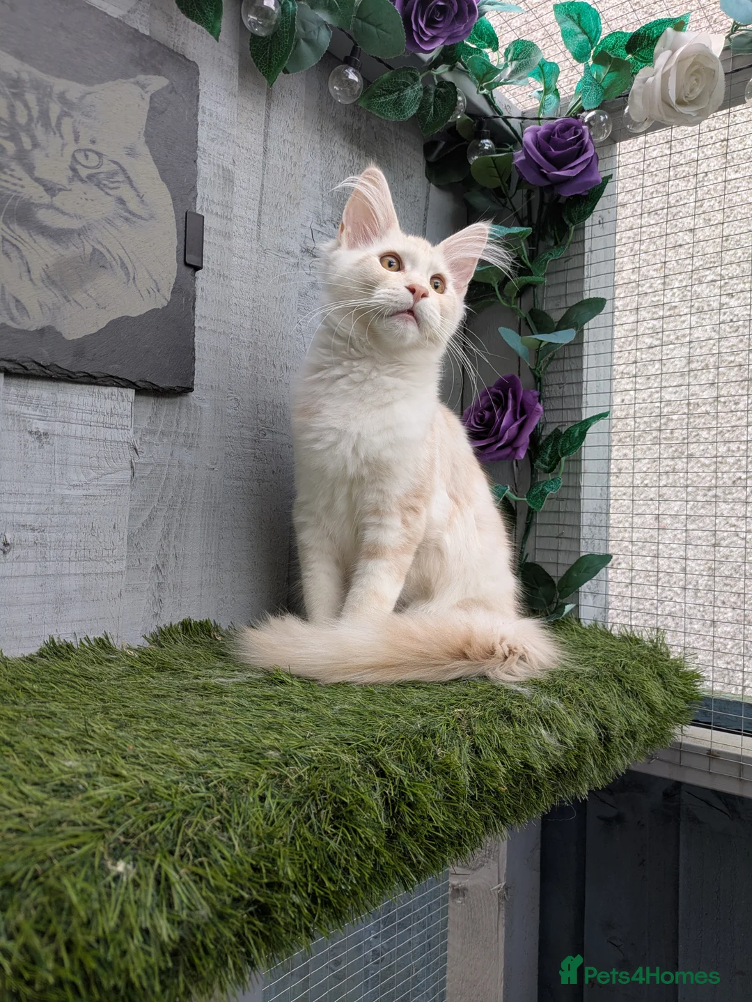 Maine Coon cats for sale: Beautiful female smoked tortie - Advert 17