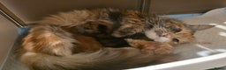Maine Coon cats for sale:  TICA Blue eye Maine Coon Parents DNA tested - Advert 9