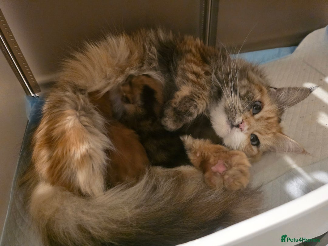 Maine Coon cats for sale:  TICA Blue eye Maine Coon Parents DNA tested - Advert 9