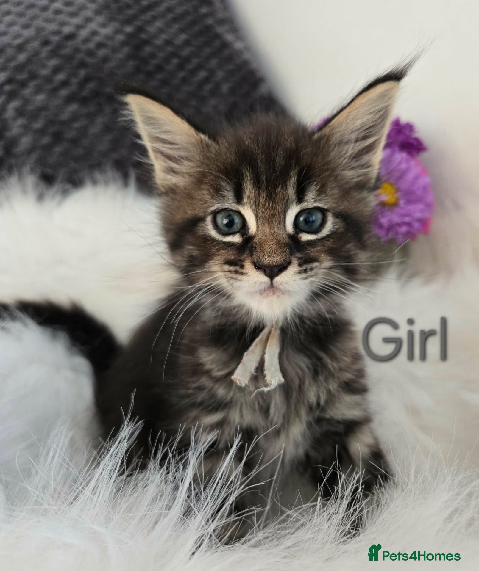 Maine Coon cats 6 TICA registered Maine Coon kittens. - Advert 2