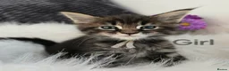 Maine Coon cats for sale: 6 TICA registered Maine Coon kittens. - Advert 15