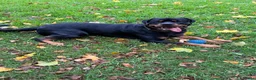 Rottweiler dogs for sale: Riicco - Advert 13