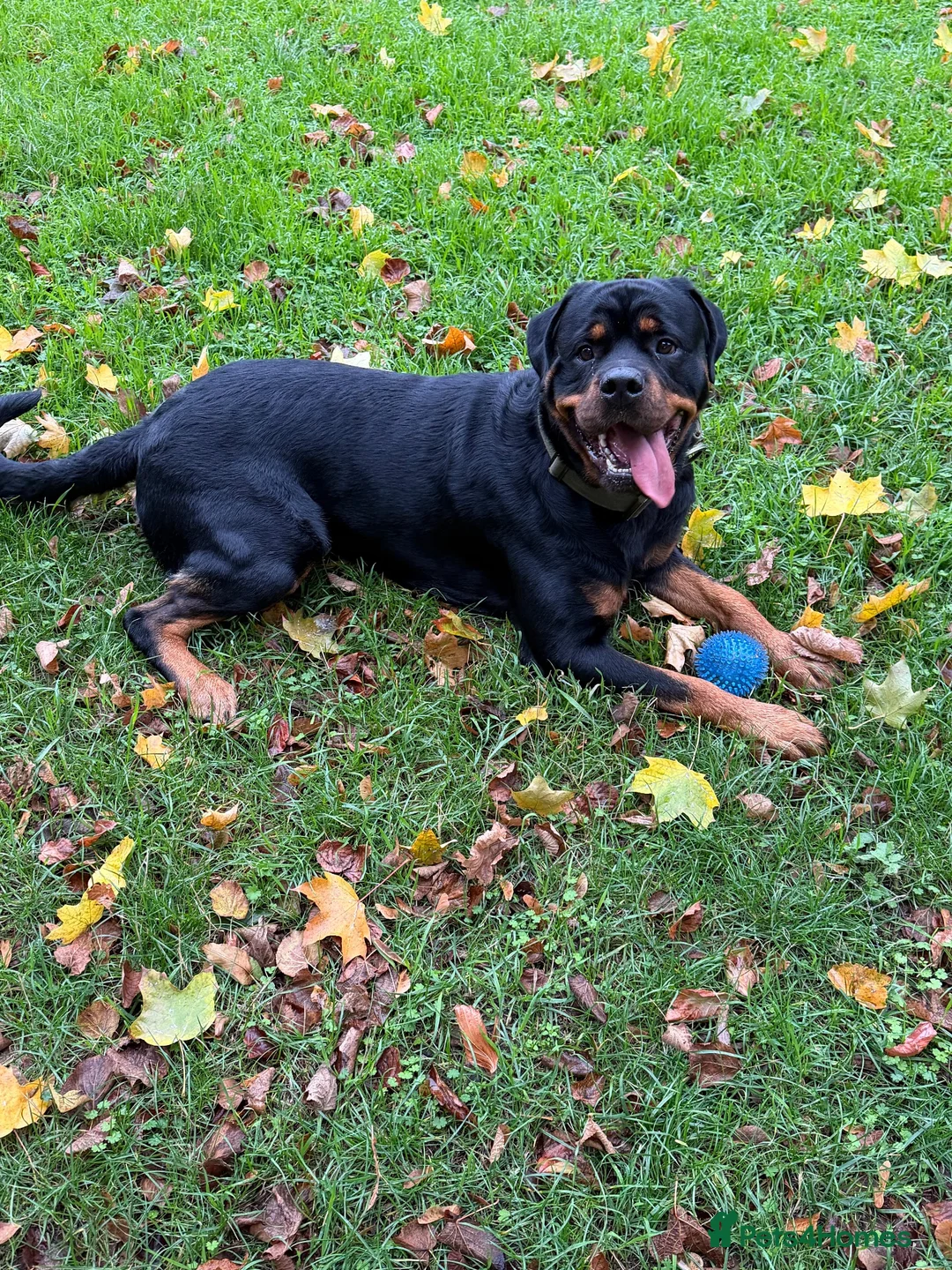 Rottweiler dogs for sale: Riicco - Advert 13