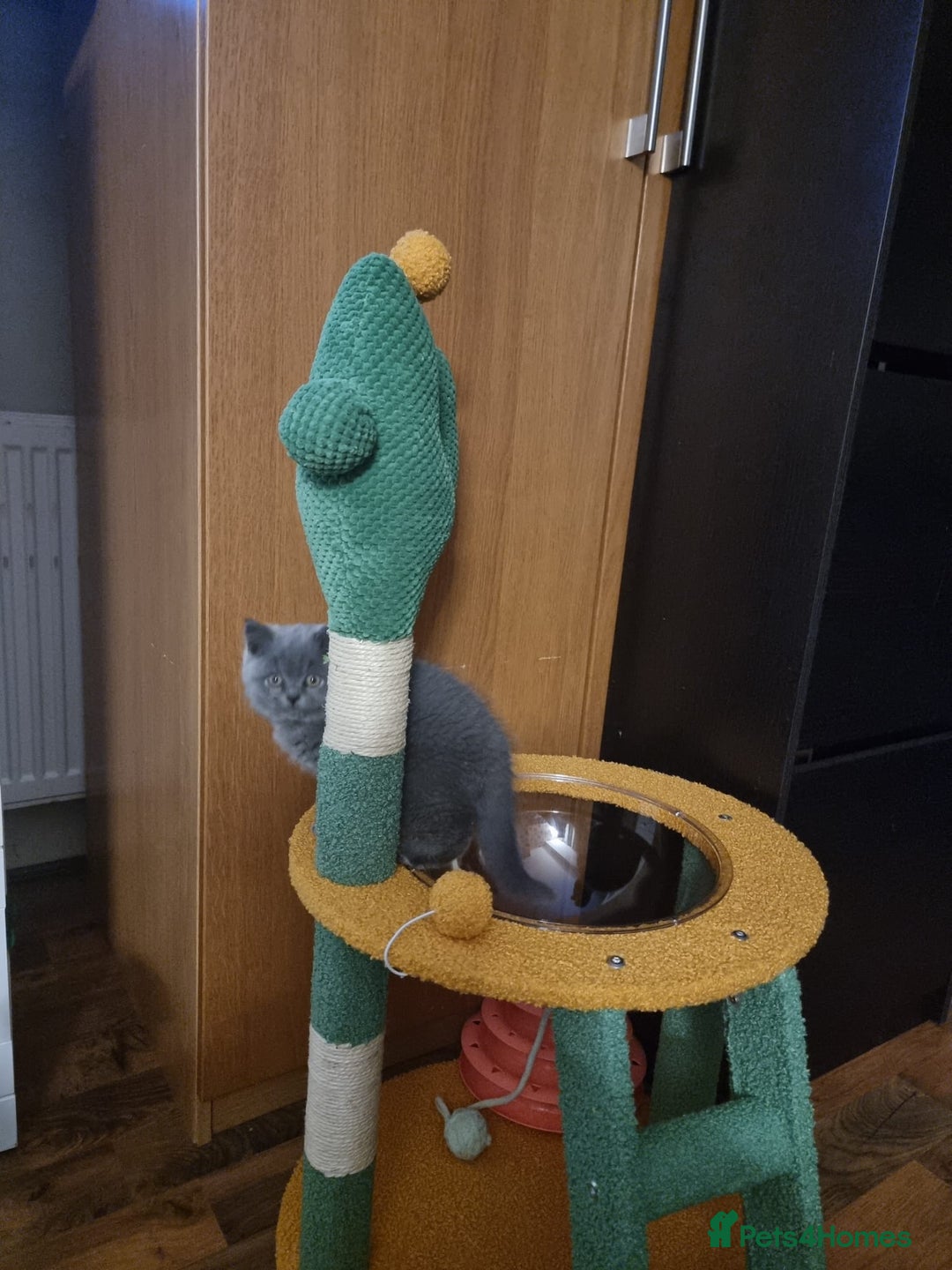 British Shorthair cats for sale: Last 2 Kittens Lilac & Blue Healthy GCCF Pedigree  - Image 4