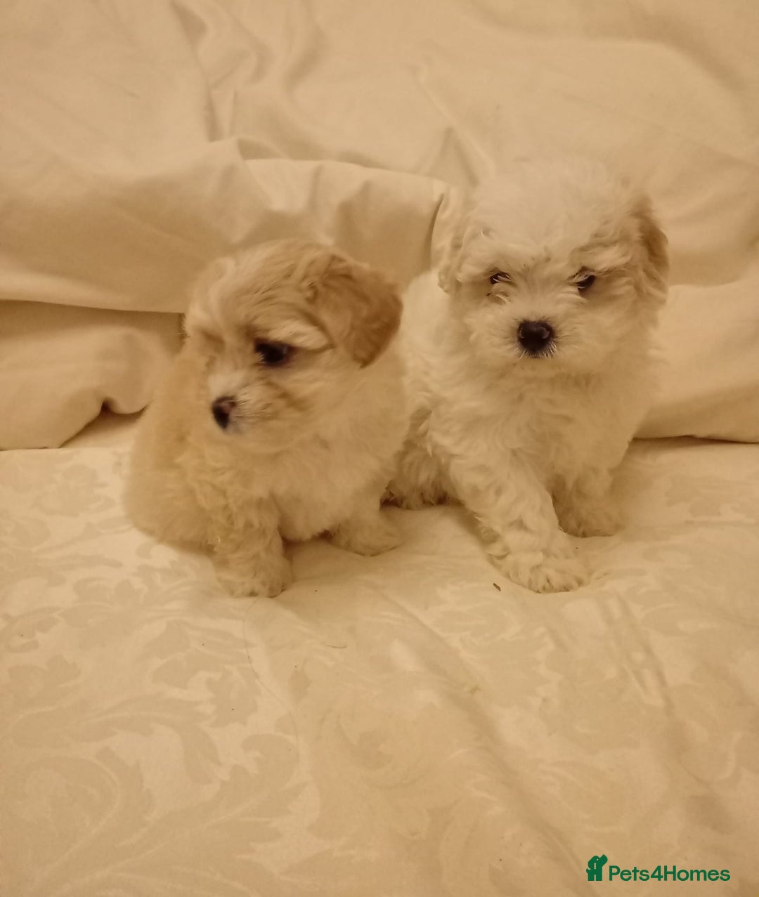 Maltipoo dogs for sale: Maltipoo puppies  - Advert 2
