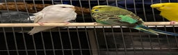 Budgerigars birds for sale: Budgies for sale  - Advert 3