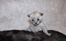 Bengal cats for sale: 😻🐈‍⬛OUTSTANDING PEDIGREE BENGAL 🐈‍⬛ 💯 - Image 5
