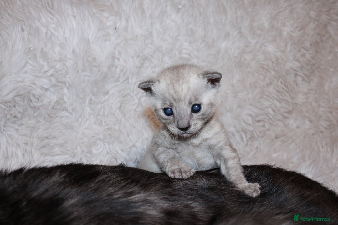 Bengal cats for sale: 😻🐈‍⬛OUTSTANDING PEDIGREE BENGAL 🐈‍⬛ 💯 - Image 5