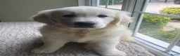Golden Retriever dogs for sale: Lovely chunky cream puppies  - Advert 10