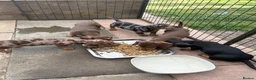 Dachshund dogs for sale: Absolutely gorgeous litter of 5 dachshund puppies - Advert 7
