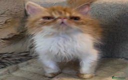 Exotic cats for sale: SHOW QUALITY EXOTIC KITTENS - Image 9