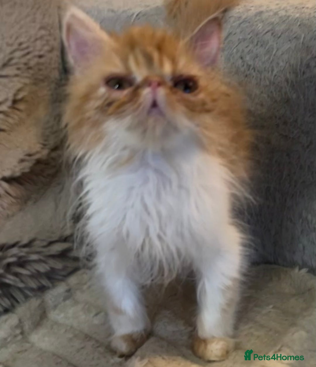 Exotic cats for sale: SHOW QUALITY EXOTIC KITTENS - Image 9