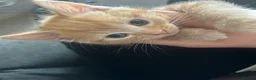 Mixed Breed cats for sale: Mixed kittens  in Bristol - Advert 6