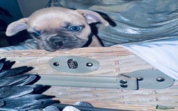 French Bulldog dogs for sale: French Bulldogs  - Image 22