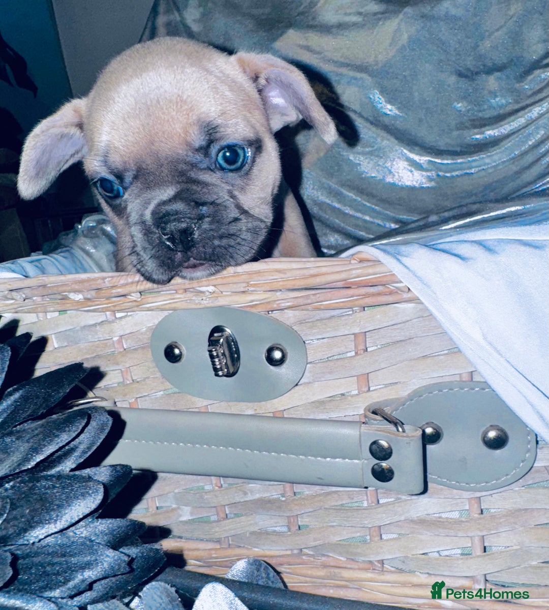 French Bulldog dogs for sale: French Bulldogs  - Image 22