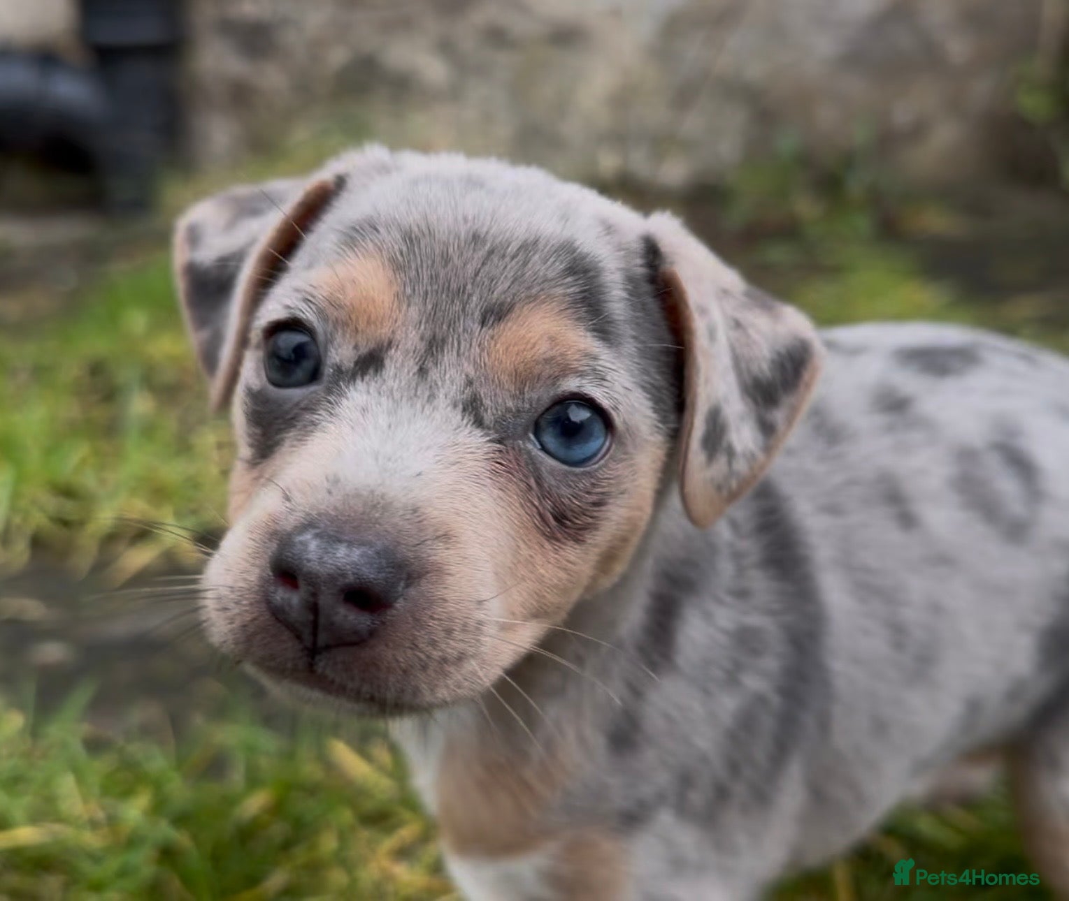 Jack Russell dogs Perfect Blue and Blue Merle Jack Russell Puppies - Advert 5