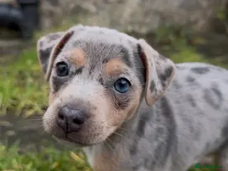 Jack Russell dogs Perfect Blue and Blue Merle Jack Russell Puppies - Advert 5