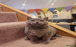 British Shorthair cats for sale: One kitten left British Blue Boy - Image 6