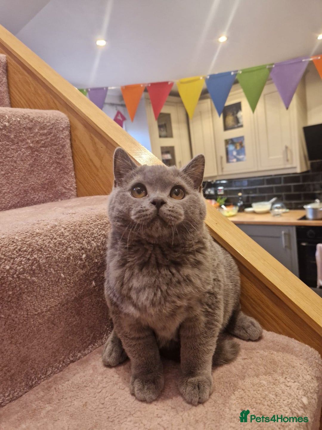 British Shorthair cats for sale: One kitten left British Blue Boy - Image 6