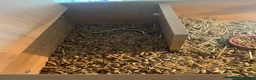 Hermann Tortoise reptiles for sale: Pair of female Horsefield (Russian)And cage  - Advert 4