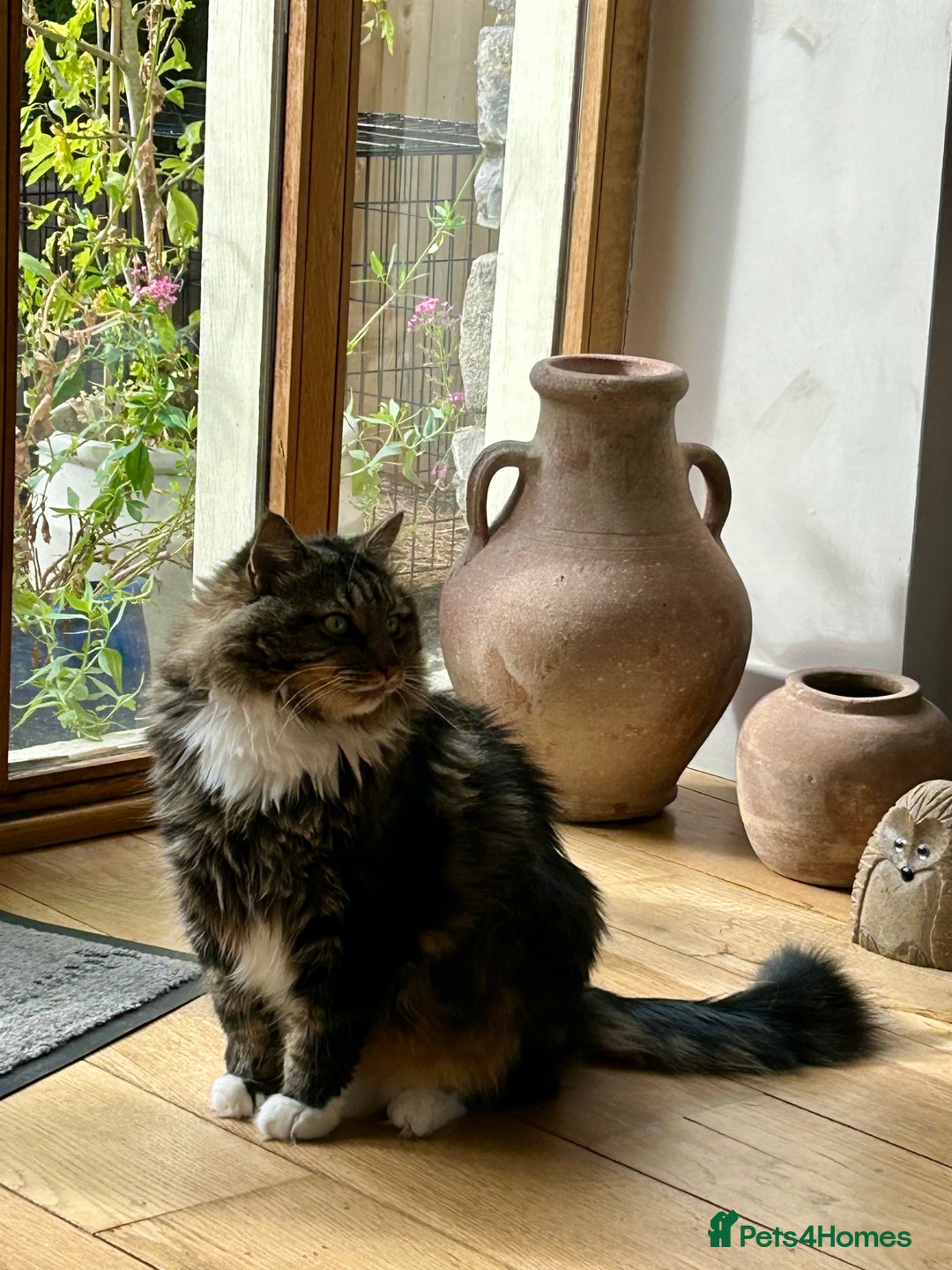 British Longhair cats for sale: Incredibly Beautiful British Longhair Male Cat - Advert 28