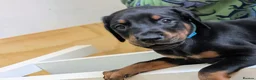 Dobermann dogs for sale: KC registered litter of 5 Dobermann puppies - Advert 22