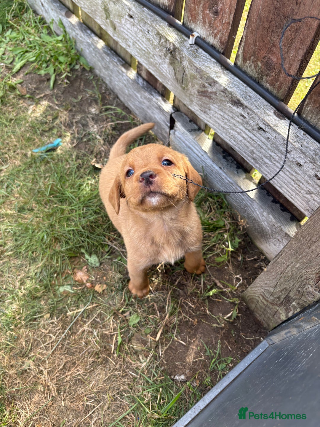 Labrador Retriever dogs for sale: Labrador puppies - Image 6