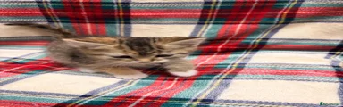 Maine Coon 5