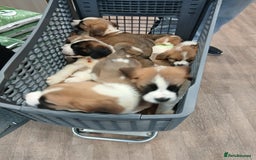 Saint Bernard dogs for sale: Saint Bernard puppies  - Image 32