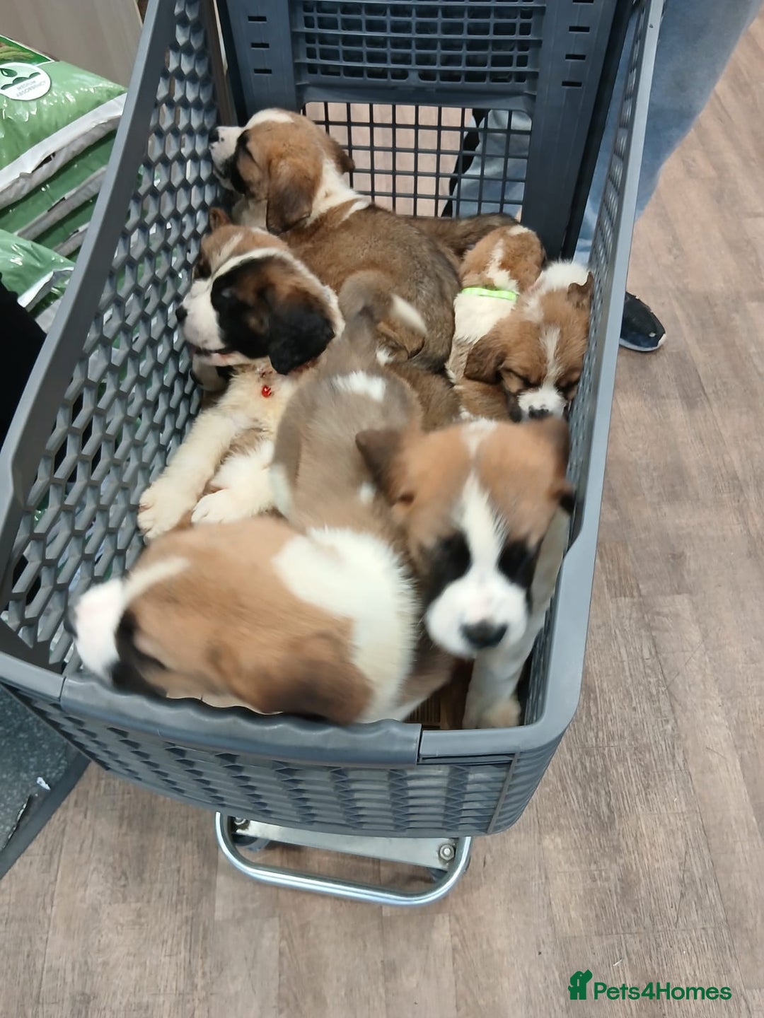 Saint Bernard dogs for sale: Saint Bernard puppies  - Image 32