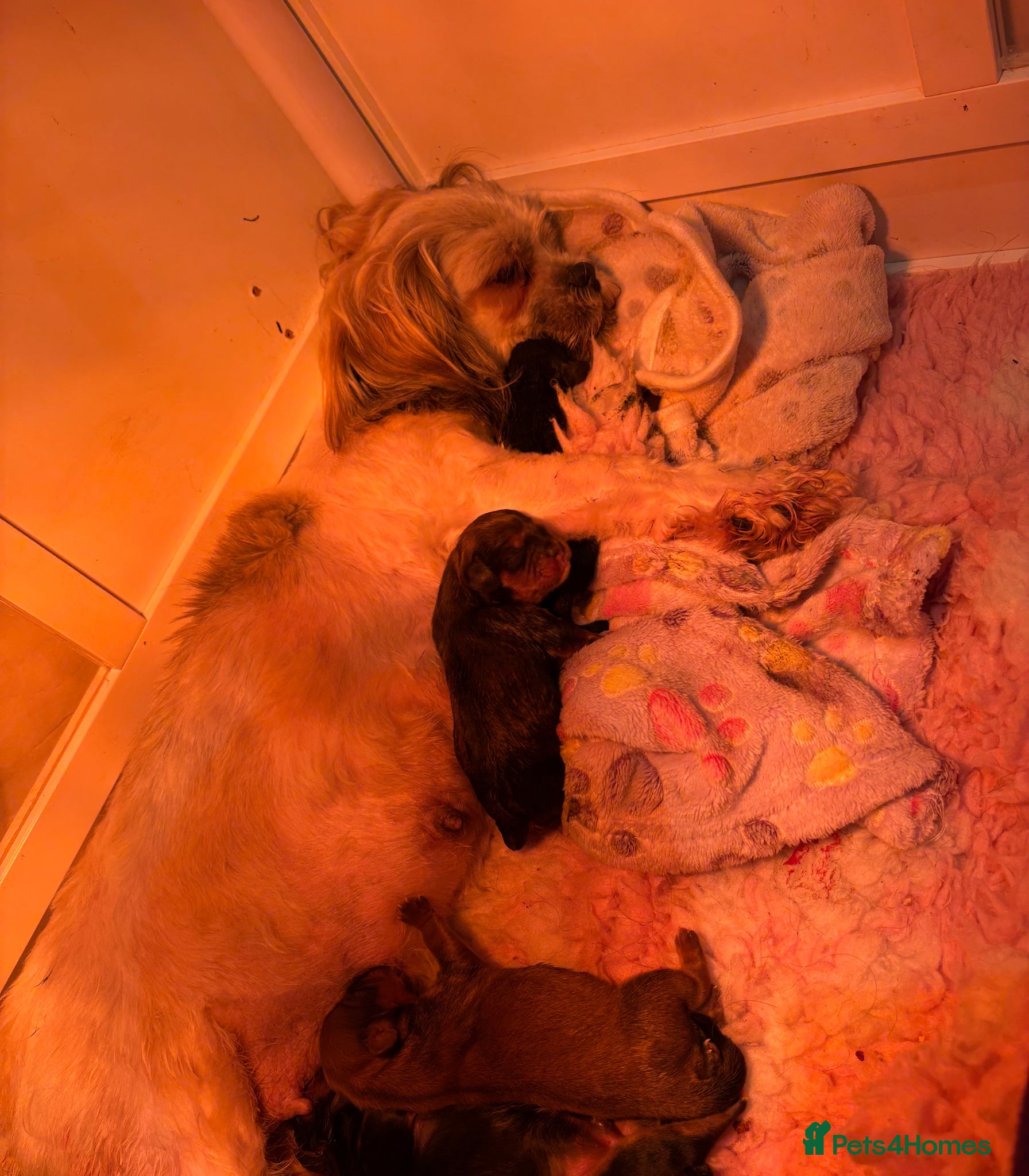 Mixed Breed dogs F1 Lhasaliers ✨ - Advert 1