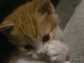Mixed Breed cats Little ginger white boy 8 wks old - Advert 1